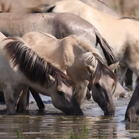 Restaurant Oortjeshekken Hotel Ooij