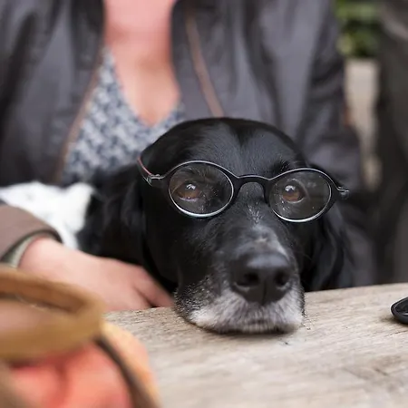 Restaurant Oortjeshekken מלון *
