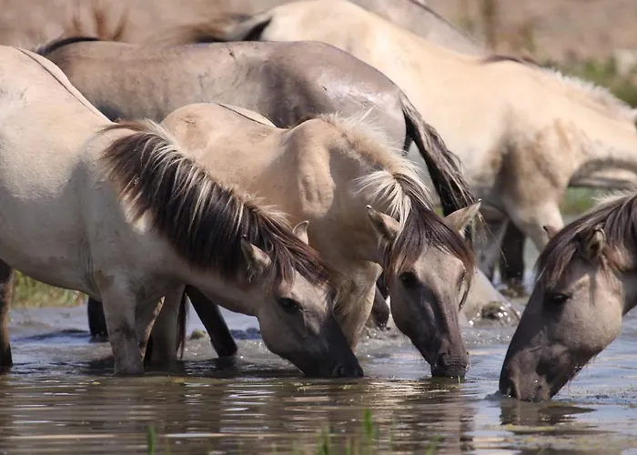 Restaurant Oortjeshekken Hotel Ooij